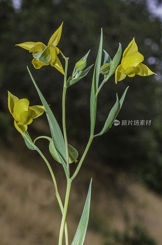Calochortus amabilis是一种金色的仙女灯笼，发现于加州索诺玛县的Mayacamas山保护区。